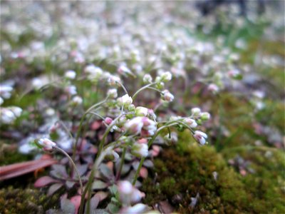Frühlings-Hungerblümchen (Draba verna) in der Schwetzinger Hardt