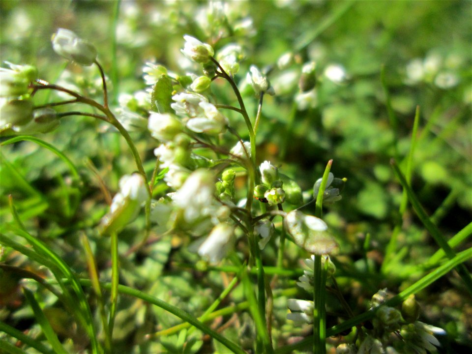 Frühlings-Hungerblümchen (Draba verna) in Hockenheim