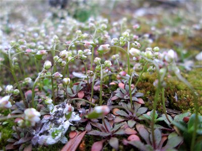 Frühlings-Hungerblümchen (Draba verna) in der Schwetzinger Hardt