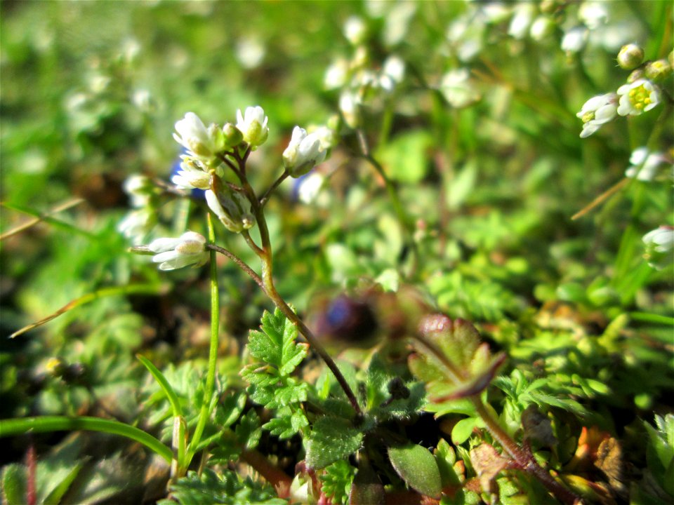 Frühlings-Hungerblümchen (Draba verna) in Hockenheim