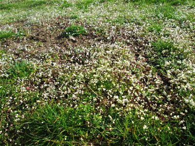 Frühlings-Hungerblümchen (Draba verna) millionenfach auf einer Parkplatzwiese in Hockenheim