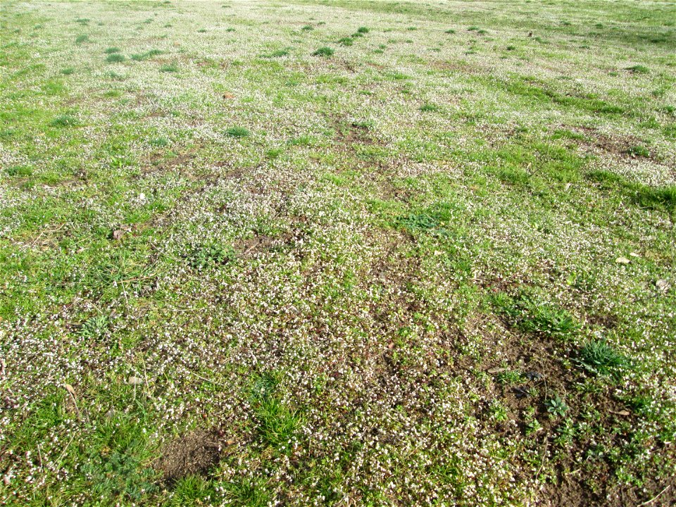 Frühlings-Hungerblümchen (Draba verna) millionenfach auf einer Parkplatzwiese in Hockenheim
