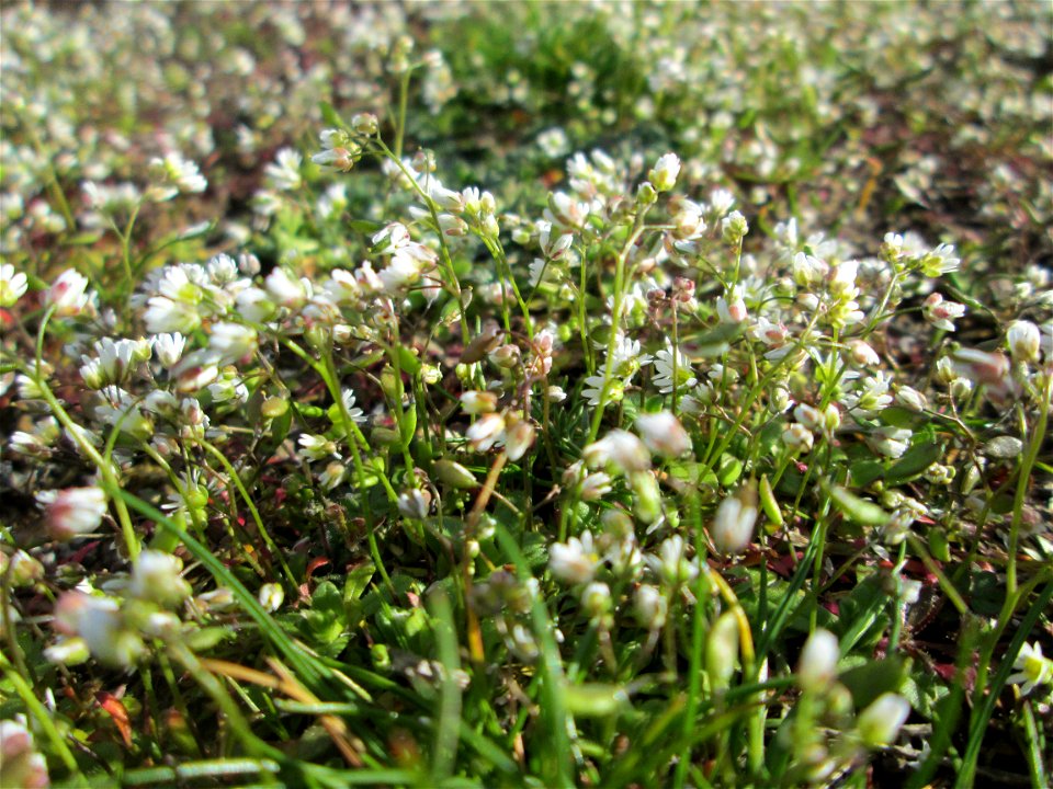 Endloses Meer von Frühlings-Hungerblümchen (Draba verna) auf einer Parkplatzwiese in Hockenheim