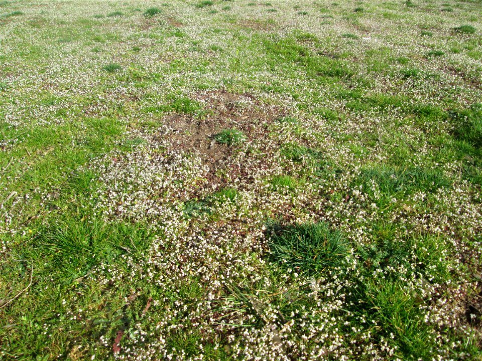 Endloses Meer von Frühlings-Hungerblümchen (Draba verna) auf einer Parkplatzwiese in Hockenheim
