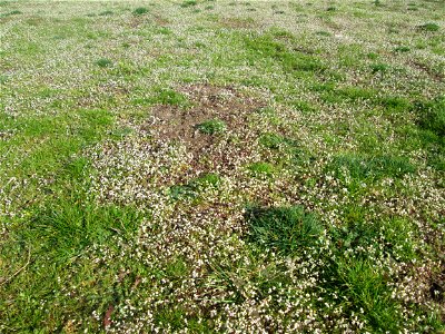 Endloses Meer von Frühlings-Hungerblümchen (Draba verna) auf einer Parkplatzwiese in Hockenheim