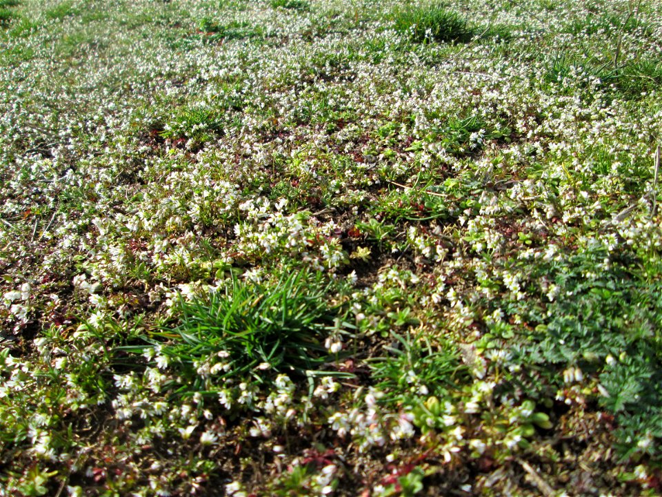 Endloses Meer von Frühlings-Hungerblümchen (Draba verna) auf einer Parkplatzwiese in Hockenheim