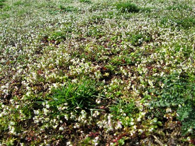 Endloses Meer von Frühlings-Hungerblümchen (Draba verna) auf einer Parkplatzwiese in Hockenheim
