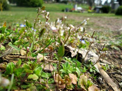 Frühlings-Hungerblümchen (Draba verna) am Friedhof St. Johann in Saarbrücken