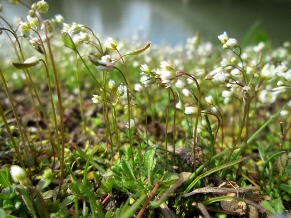 Frühlings-Hungerblümchen (Draba verna) an der Saar in Saarbrücken