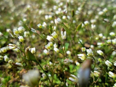 Frühlings-Hungerblümchen (Draba verna) an der Saar in Saarbrücken