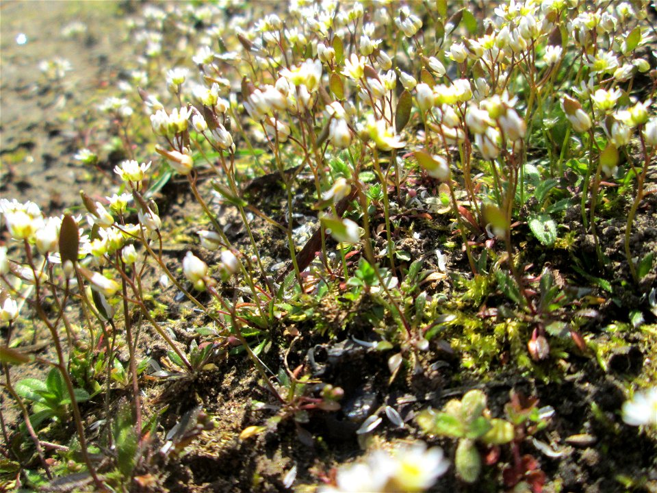 Frühlings-Hungerblümchen (Draba verna) nahe der A620 in Alt-Saarbrücken