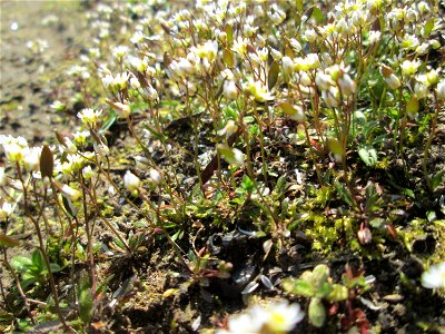Frühlings-Hungerblümchen (Draba verna) nahe der A620 in Alt-Saarbrücken