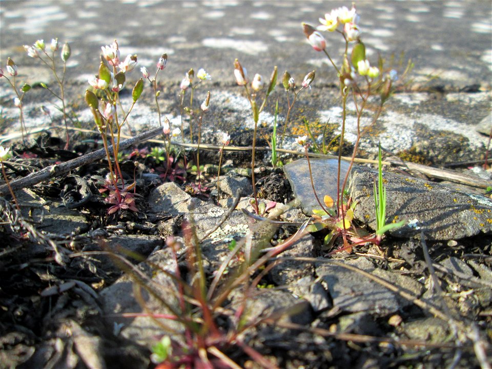 Frühlings-Hungerblümchen (Draba verna) am Bahnhof Bruchmühlbach-Miesau