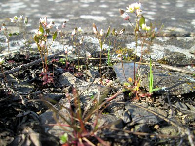 Frühlings-Hungerblümchen (Draba verna) am Bahnhof Bruchmühlbach-Miesau