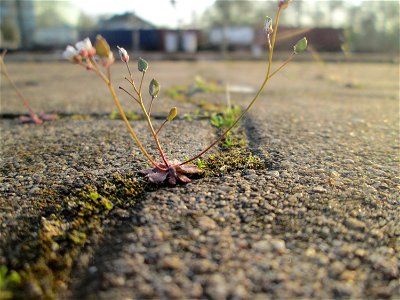 Frühlings-Hungerblümchen (Draba verna) am Hauptbahnhof Mannheim