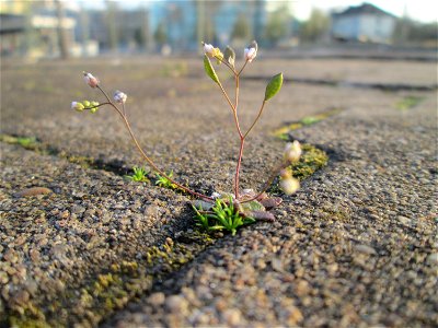 Frühlings-Hungerblümchen (Draba verna) am Hauptbahnhof Mannheim
