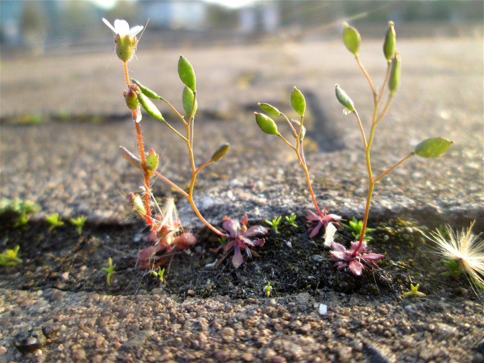 Frühlings-Hungerblümchen (Draba verna) und Dreifinger-Steinbrech (Saxifraga tridactylites) am Hauptbahnhof Mannheim