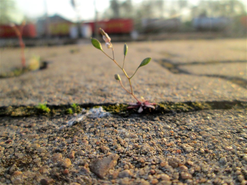 Frühlings-Hungerblümchen (Draba verna) am Hauptbahnhof Mannheim