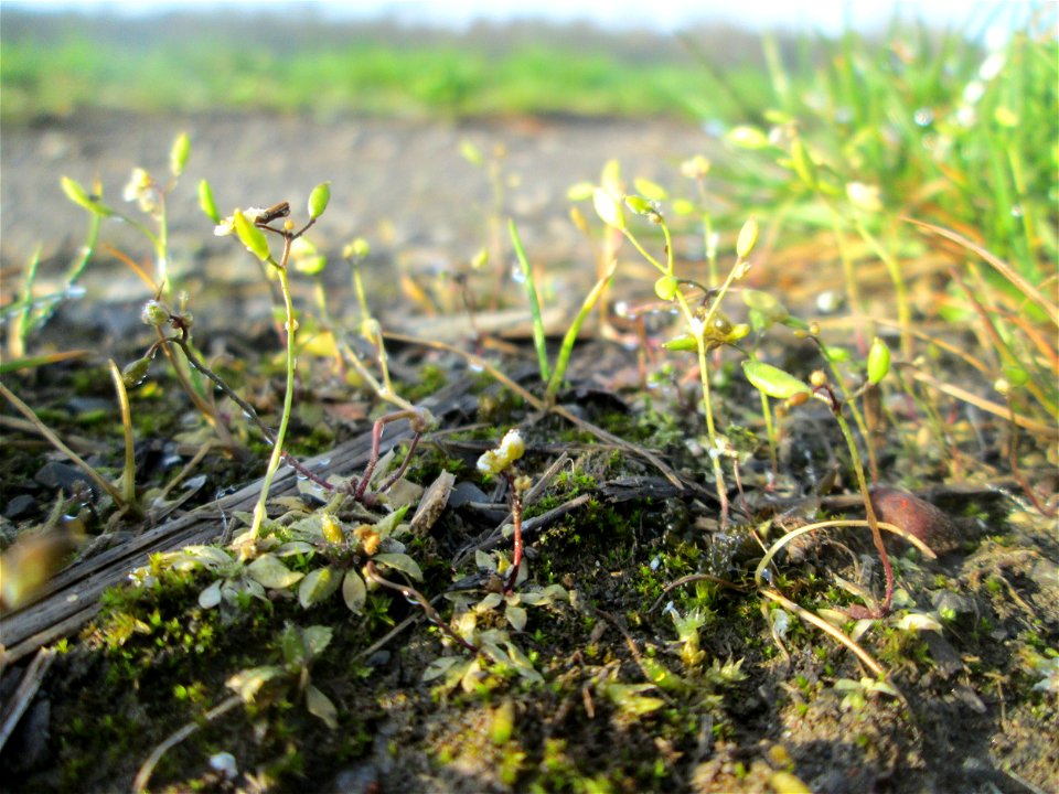 Frühlings-Hungerblümchen (Draba verna) im Naturschutzgebiet „Malscher Aue“