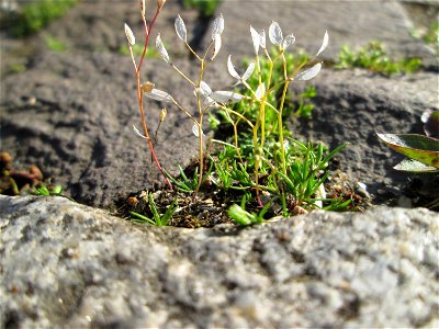 Fruchtstand vom Frühlings-Hungerblümchen (Draba verna) in Saarbrücken
