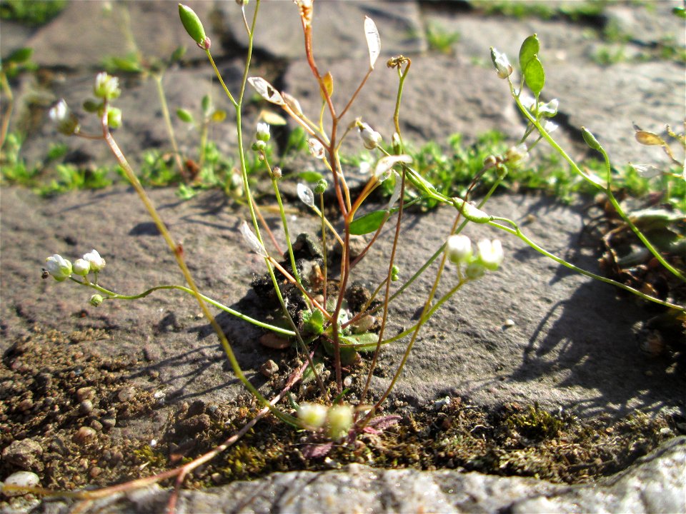 Fruchtstand vom Frühlings-Hungerblümchen (Draba verna) in Saarbrücken