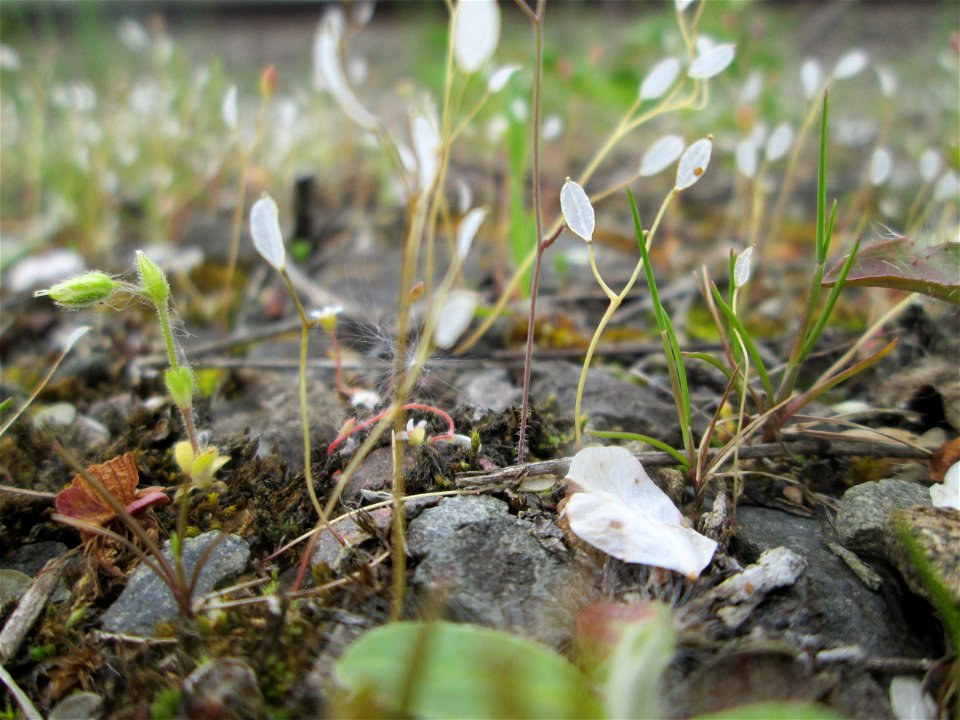 Fruchtstand vom Frühlings-Hungerblümchen (Draba verna) am Bahnhof Bruchmühlbach-Miesau