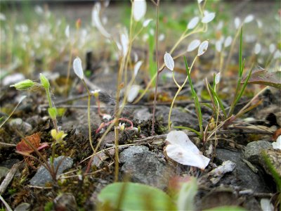 Fruchtstand vom Frühlings-Hungerblümchen (Draba verna) am Bahnhof Bruchmühlbach-Miesau