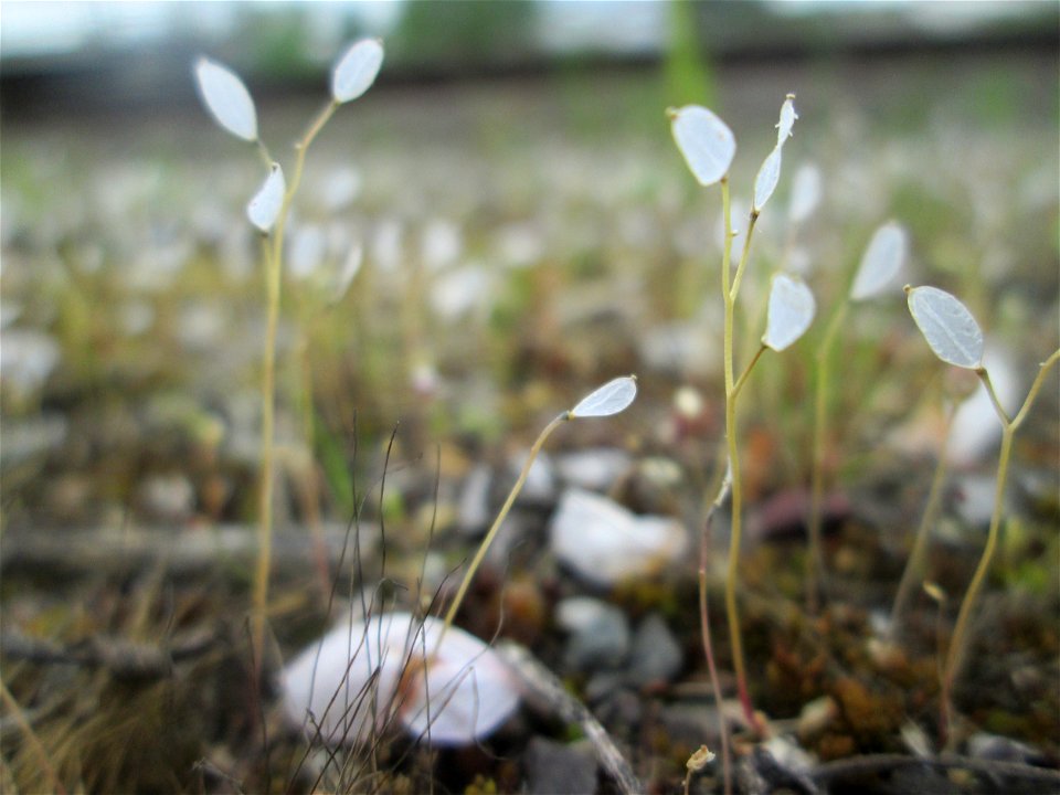 Fruchtstand vom Frühlings-Hungerblümchen (Draba verna) am Bahnhof Bruchmühlbach-Miesau