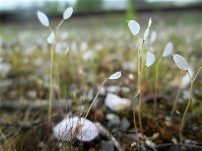 Fruchtstand vom Frühlings-Hungerblümchen (Draba verna) am Bahnhof Bruchmühlbach-Miesau