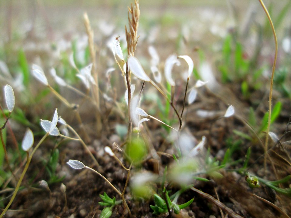 Frühlings-Hungerblümchen (Draba verna) auf einer Parkplatz-Wiese in Hockenheim