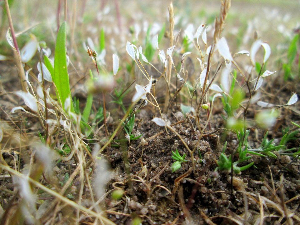 Fruchrstand vom Frühlings-Hungerblümchen (Draba verna) auf einer Parkplatz-Wiese in Hockenheim
