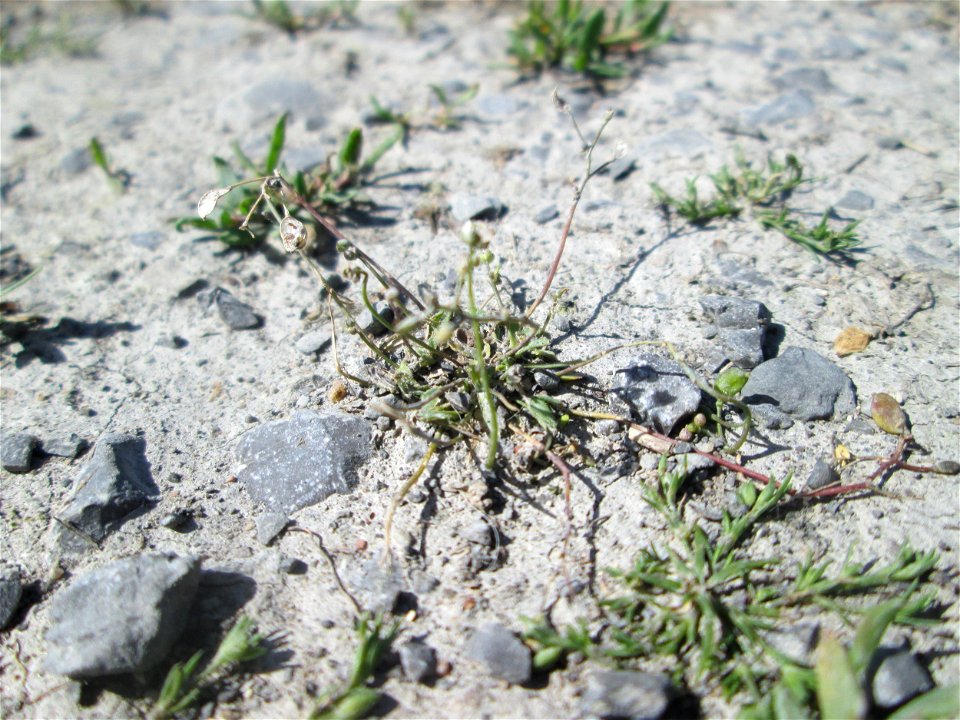Letztes Frühlings-Hungerblümchen (Draba verna) auf einer Parkplatz-Fläche in Hockenheim