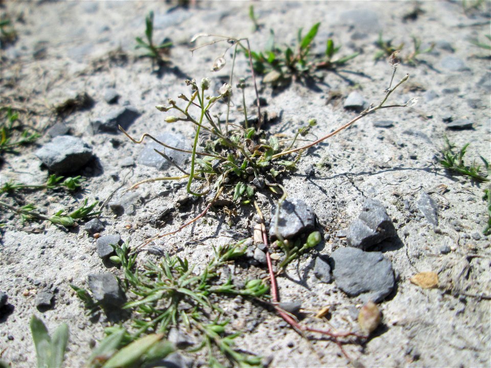 Letztes Frühlings-Hungerblümchen (Draba verna) auf einer Parkplatz-Fläche in Hockenheim