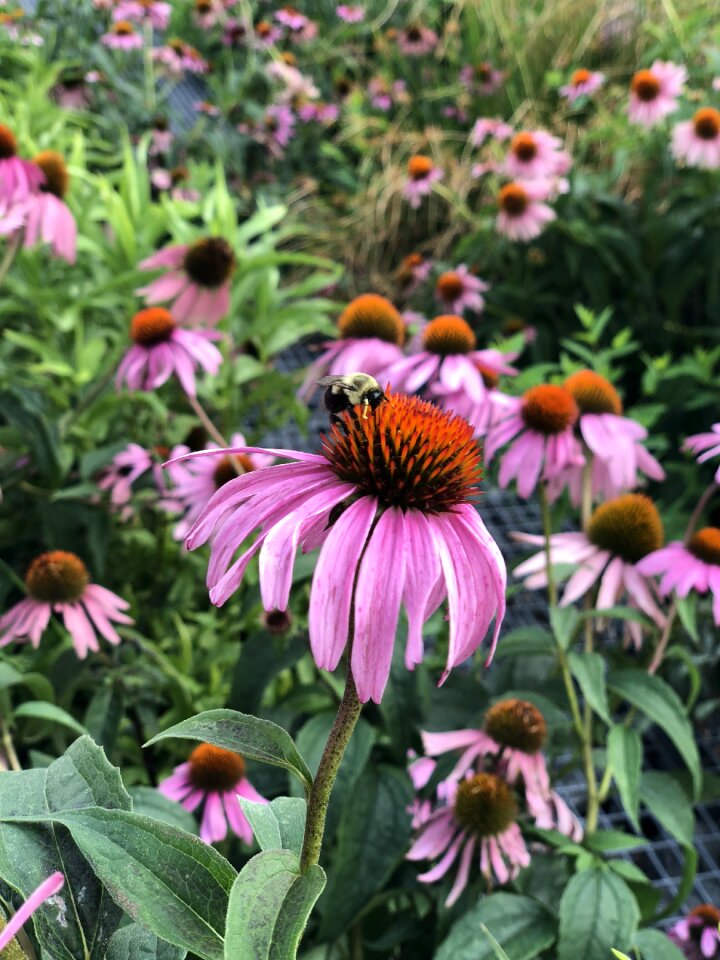 Bumble flower pink