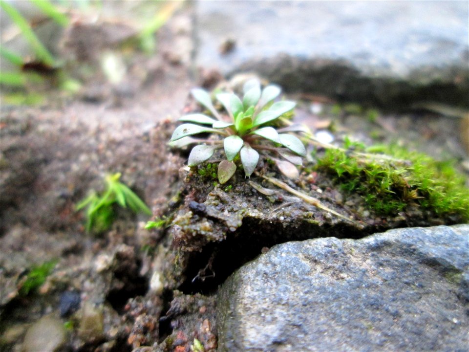 Grundblätter vom Frühlings-Hungerblümchen (Draba verna) am Osthafen Saarbrücken