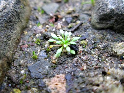 Grundblätter vom Frühlings-Hungerblümchen (Draba verna) am Osthafen Saarbrücken am Osthafen Saarbrücken