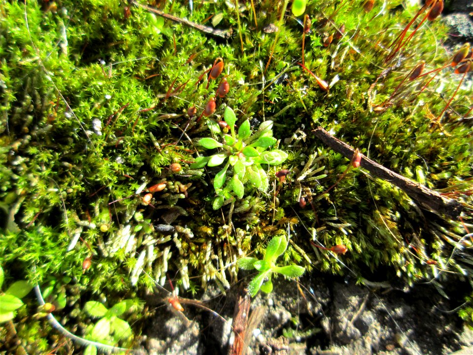Grundblätter vom Frühlings-Hungerblümchen (Draba verna) an der A620 in Alt-Saarbrücken