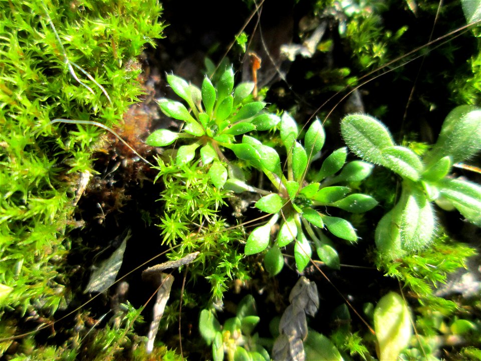 Grundblätter vom Frühlings-Hungerblümchen (Draba verna) an der A620 in Alt-Saarbrücken