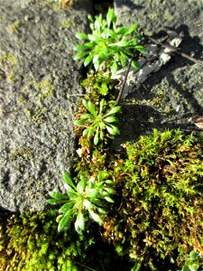 Grundblätter vom Frühlings-Hungerblümchen (Draba verna) in Brebach