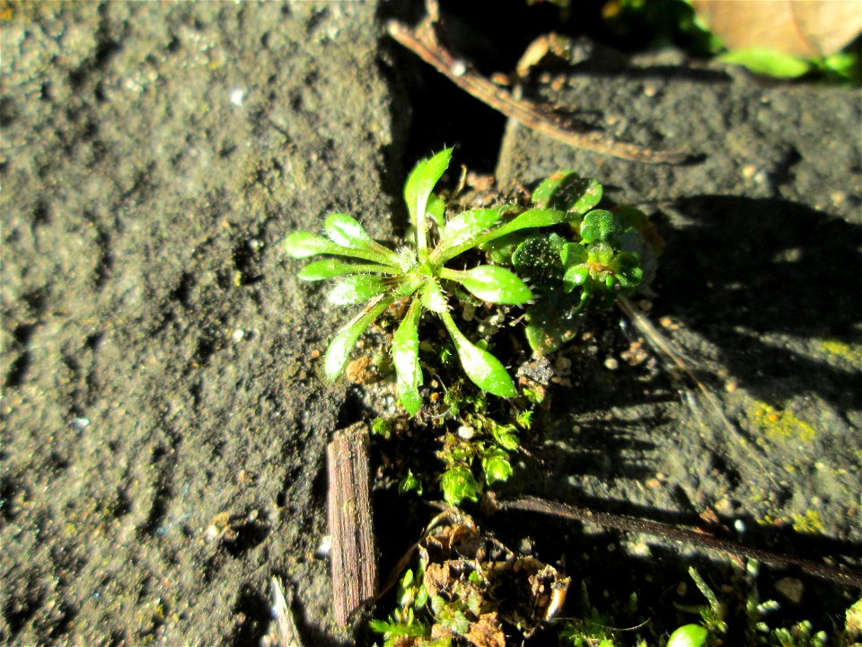 Grundblätter vom Frühlings-Hungerblümchen (Draba verna) in Brebach