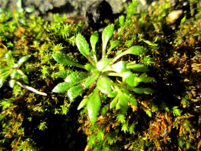 Grundblätter vom Frühlings-Hungerblümchen (Draba verna) in Brebach