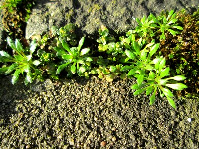 Grundblätter vom Frühlings-Hungerblümchen (Draba verna) in Brebach