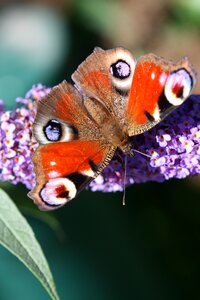 Wing flower close up
