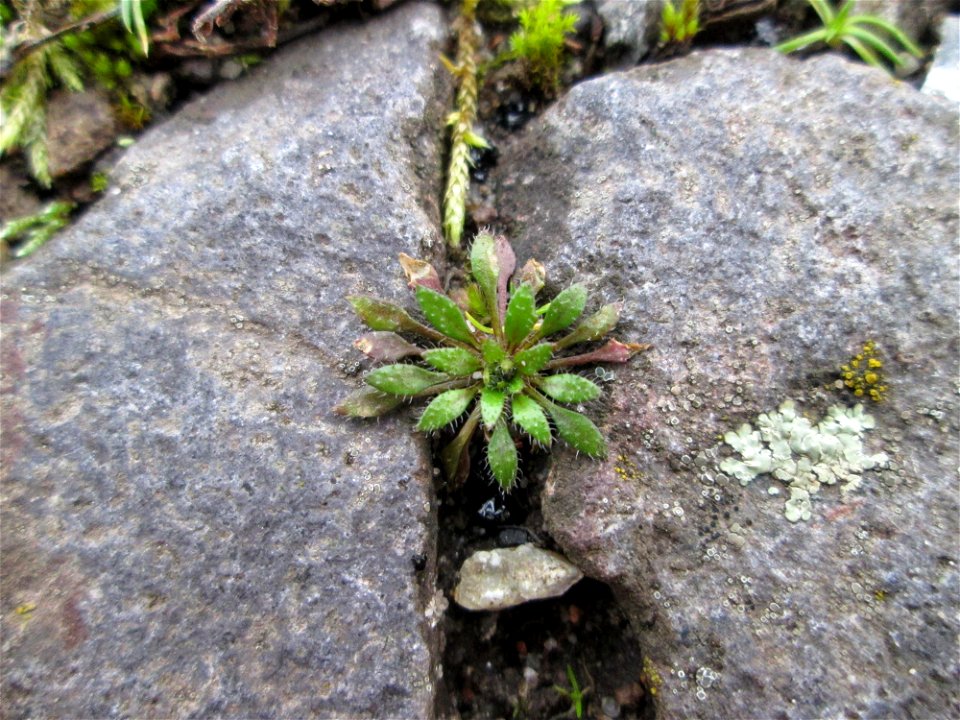 Grundblätter vom Frühlings-Hungerblümchen (Draba verna) auf einem Parkplatz in Brebach