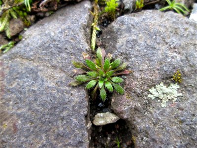 Grundblätter vom Frühlings-Hungerblümchen (Draba verna) auf einem Parkplatz in Brebach
