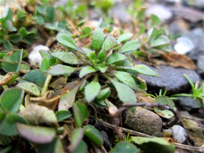 Grundblätter vom Frühlings-Hungerblümchen (Draba verna) auf einem Parkplatz in Brebach