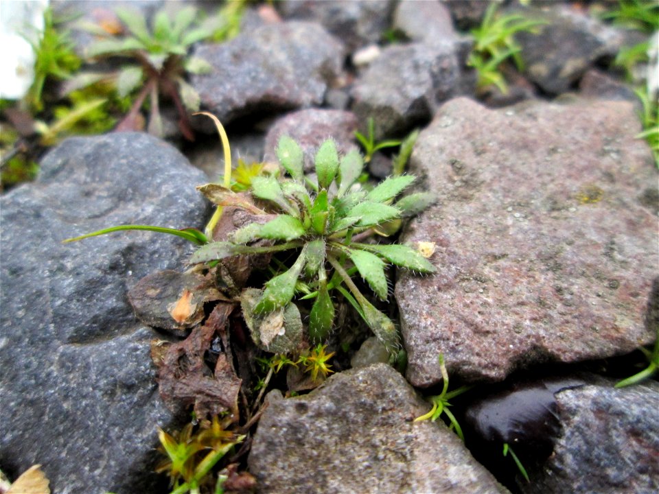 Grundblätter vom Frühlings-Hungerblümchen (Draba verna) auf einem Parkplatz in Brebach