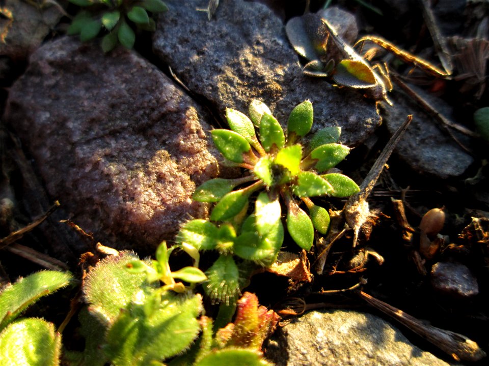Grundblätter vom Frühlings-Hungerblümchen (Draba verna) am Straßenrand in Brebach