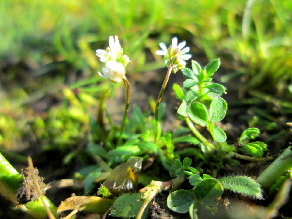 Frühlings-Hungerblümchen (Draba verna) an der A620 in Alt-Saarbrücken