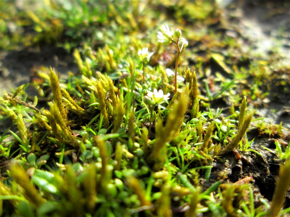 Frühlings-Hungerblümchen (Draba verna) an der A620 in Alt-Saarbrücken